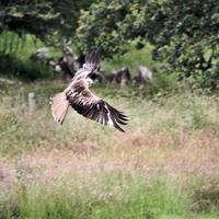 A view of a Red Kite in flight at Gigrin Farm in Wales photo