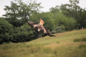 A close up of a Red Kite in flight at Gigrin Farm in Wales photo