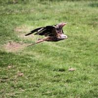 A close up of a Red Kite in flight at Gigrin Farm in Wales photo