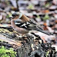 A close up of a Chaffinch photo