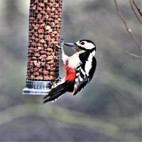 A close up of a Great Spotted Wood Pecker photo