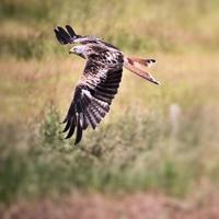 A view of a Red Kite in flight at Gigrin Farm in Wales photo