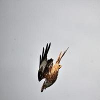 A view of a Red Kite in flight at Gigrin Farm in Wales photo