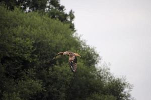 A close up of a Red Kite in flight at Gigrin Farm in Wales photo