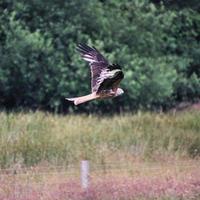 A close up of a Red Kite in flight at Gigrin Farm in Wales photo