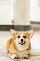 A red-haired corgi dog on a walk photo