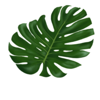 Leaf or green monstera leaf PNG file