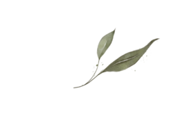 Leaf or green leaf PNG file