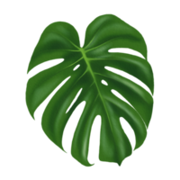 Leaf or green monstera leaf PNG file