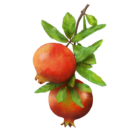 Melograno tropicale frutta png file