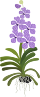 beautiful  Vanda orchid flower flat style png