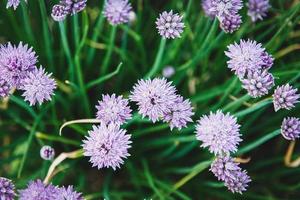 Purple Chives flowers, Allium schoenoprasum in the garden, top view photo