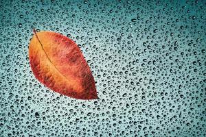 Autumn background, fallen leaf on wet window, fall poster with copy space photo