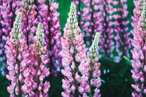 flores de color rosa púrpura lupino de hoja grande, lupinus polyphyllus florecen en verano foto