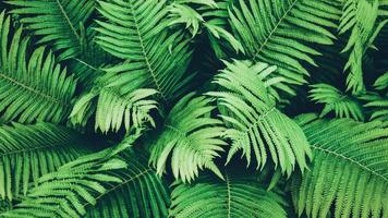 plantas de helecho verde, vista superior del fondo botánico, helecho de avestruz que crece en el bosque foto