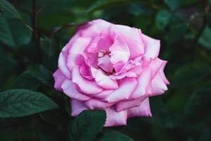 Rosa Eliza Kordes 2004, pink rose in the garden photo