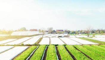 paisaje de plantaciones de tierras de cultivo cubiertas con agrofibra. agroindustria y agroindustria. Hermoso campo. productos de agricultura ecológica en europa. industria agrícola cultivo de patatas hortalizas. foto