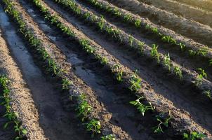 Rows of pepper seedlings after watering. Growing vegetables outdoors on open ground. Agroindustry. Plant care and cultivation. Farming, agriculture landscape. Farm field photo