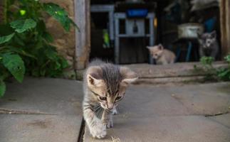 Interested kittens come out of the barn for the first time. Exploration of the environment and new environment by young offspring of a domestic cat. Courage and curiosity, a pioneer concept photo