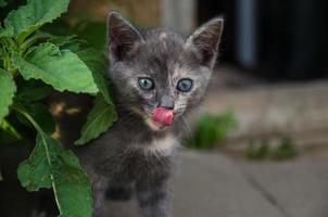 el gatito se lame la nariz mirando por la espesura. un gato cazador mira a su presa y quiere comérsela. hambre y sed. el gatito está explorando un mundo nuevo para él. foto