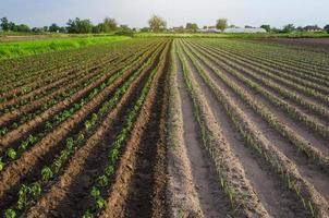 Farm field is half planted with pepper and leek seedlings. Growing vegetables on small farm land shares. Agroindustry. Farming olericulture, agriculture landscape. Farmland. photo