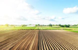 Farm field is half prepared Ridges and mounds for planting. Marking the field in rows. Agricultural technology and standardization. Organization and systematization. Beautiful landscape of plantation. photo