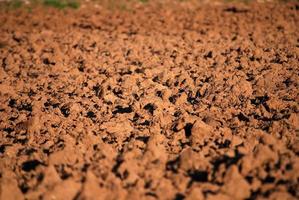 agricultural background view photo