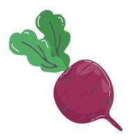 Icon of ripe beetroot with big green leaves. Organic and healthy vegetable. Natural farm food. Fresh ingredient for vegetarian dish.. vector