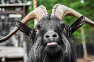 Artiodactyl animal goat. Funny black goat with horns photo