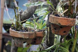 a container made of soil for growing orchids. photo