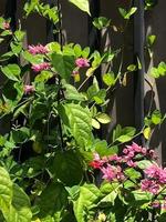 tropical blooms in the garden photo