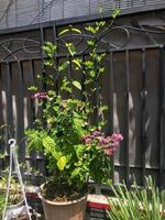 tropical blooms in the garden photo