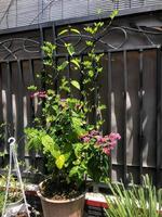 tropical blooms in the garden photo