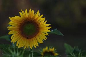 Sunflower field view photo