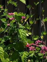 tropical blooms in the garden photo