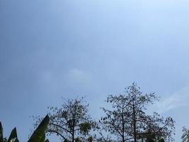 kapuk tree isolated with blue sky photo