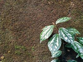 plantas sobre un fondo de pared cubierto de musgo foto