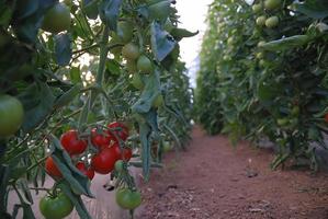 fresh tomato in greenhouse photo