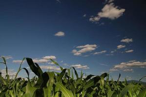 día soleado en el campo de maíz y cielo dramático... foto