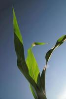 green leaf with blue sky in background photo