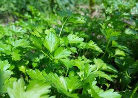 el perejil crece en el jardín. patrón de plantas alimenticias. verduras, hojas, condimentos. jardinería, cosecha. foto