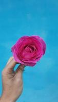 A pink rose from above is held in the left hand on a blue background photo