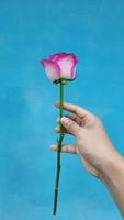 A pink rose with right hand on a blue background photo