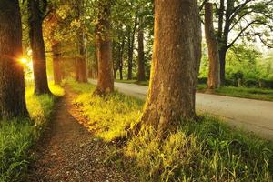 sunrise in beautiful alley photo