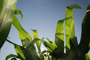 sunny day at field of corn and dramatic sky... photo