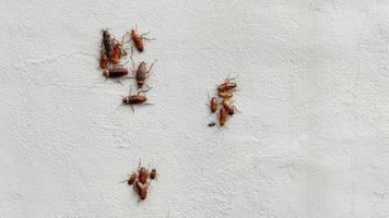 grupo de cucarachas en la pared de yeso. foto