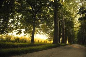 sunrise in beautiful alley photo