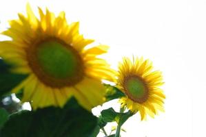 vista del campo de girasol foto