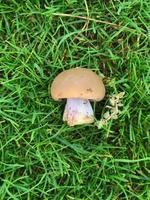 One edible mushroom on green grass. View from above. Nice and lovely background. photo