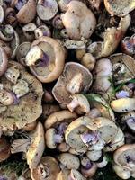 Wild mushrooms on green ground. View from above. Background from mushrooms. edible mushrooms photo